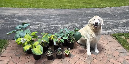 Grand Opening Weekend!! Little Village Hosta Farm 