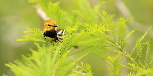 Field Trip: Blue River Parkway Spring Bird Census 