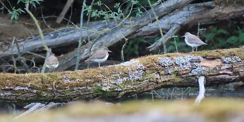 Maandelijkse Vogeltelling - Brialmontpark