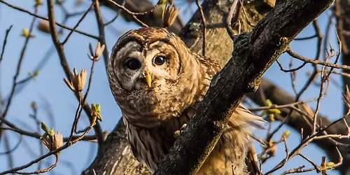 Owl Fest!! All about owls!
