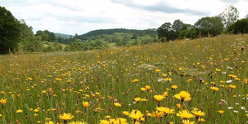 Reserves Work Party - Crow Wood and Meadow
