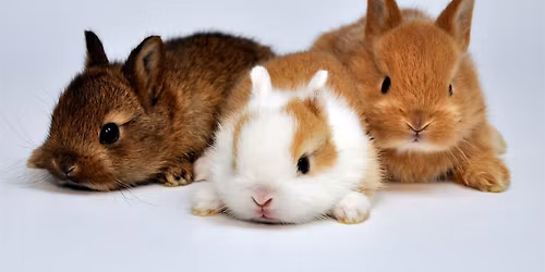 Bunny Yoga by Yoga Kawa Markham