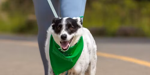 Doggy Dash 2026
