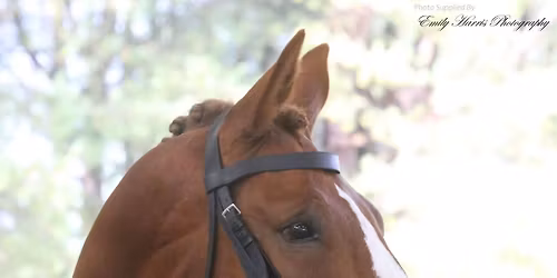 THE EAST ANGLIA HORSE SHOW