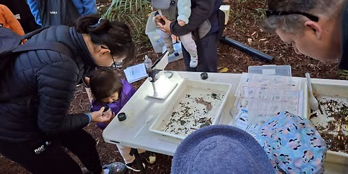 Explore Your Stream - Hibernia Stream Kawaka Reserve - Titirangi