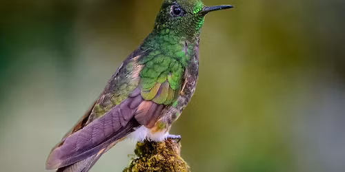 Garden Bird Walk
