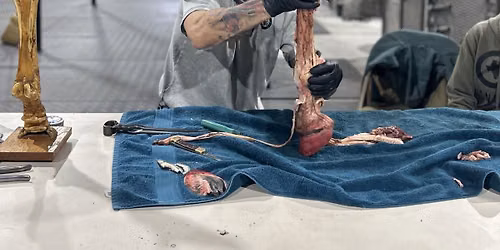 Equine Leg Dissection - Matt Grimm