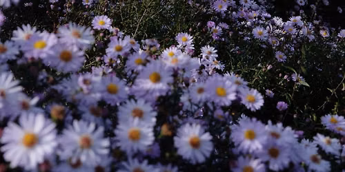 Planting a Prairie Garden Large or Small \u2013 Planting Design Course