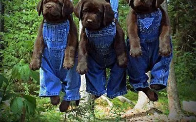 Dementia Caregivers Support Group 