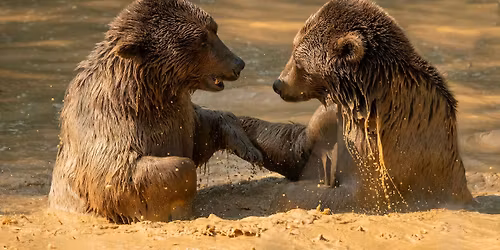 Bear Photography Workshop