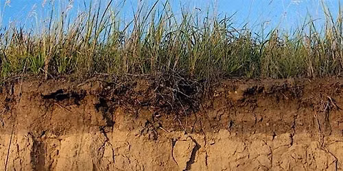 Living Soils Workshop