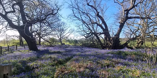Bluebells and parkwalk at Blickling parkrun \ud83d\udc9a\ud83d\udc99