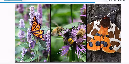 Colorado Pollinators