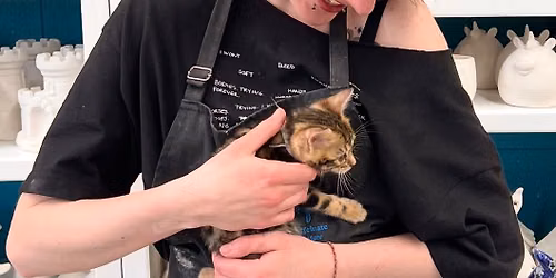 Paint with Rescue cats