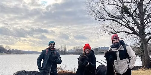 Potsdam Alpaca Hike: Historic Parks, Palaces and Lakeside Brewery
