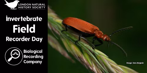 Invertebrate Field Recorder Day