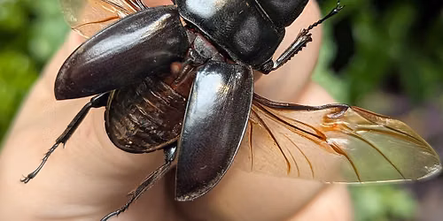 Insect Pinning Class: Yasuokai Giant Stag Beetle