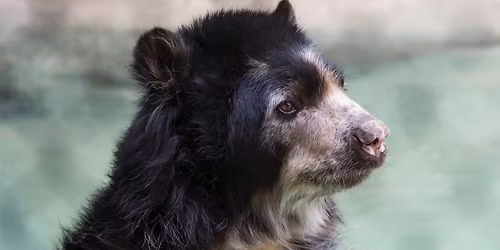 Parking Brown Bears at Maine Black Bears Womens Hockey