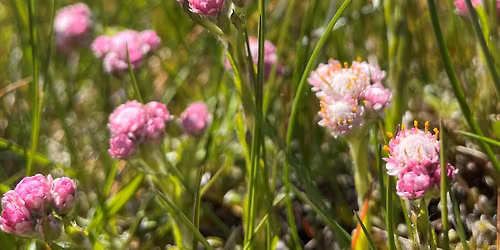 Blomstervandring - Nationalparkernas dag!