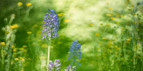 Fotografieworkshop Orchidee\u00ebn