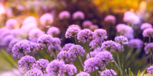 Gardening Simplified: Plants and Design Solutions for Time-Pressed and Maturing Gardeners