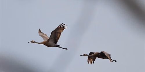 Fall Migration at Pinckney Recreation Area