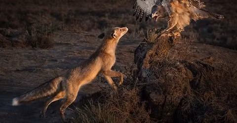 EAF Annual Exhibition of Prints and Projected Digital Images