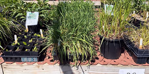 August Public Sale Day at Deeply Rooted Landscapes