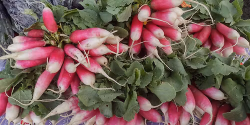 Opening Day for the 2026 season