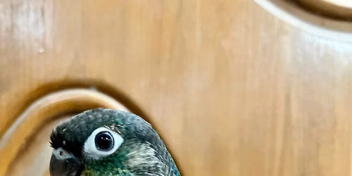 Intelligent Bird's \ud83e\udde0
