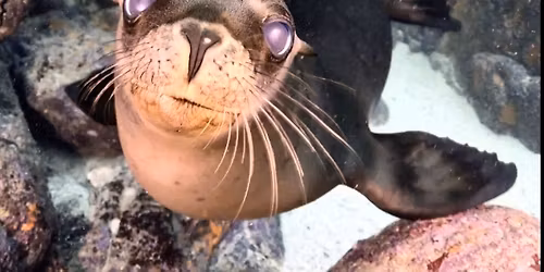 SDI Open Water Course