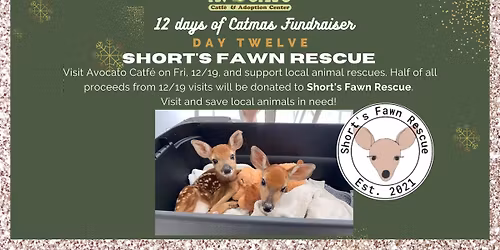 12 Days of Catmas Day 12: Featuring Short's Fawn Rescue