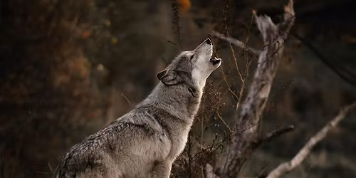 I lupi non ululano alla luna. Immagini vere e falsi leggendari del lupo.