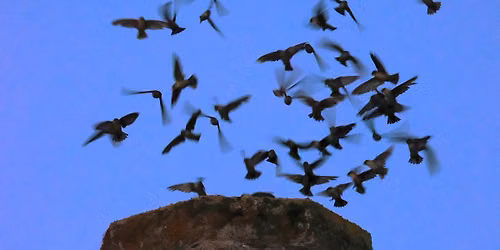Roseburg Fall Swift Watch & Umpqua Valley Migratory Bird Celebration