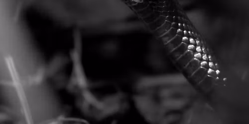 Slither and Scales: Exploring Reptiles & Amphibians