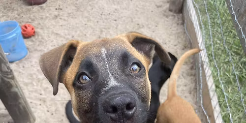 First Ladies Farmers Market and Pet Adoptions!