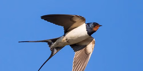 Beginner Bird Walk- Dardenne Greenway