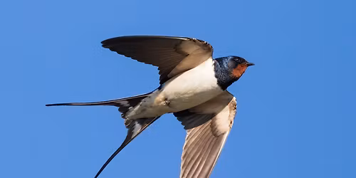 Beginner Bird Walk- Dardenne Greenway