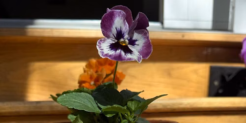 Paint and Plant