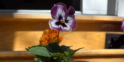 Paint and Plant