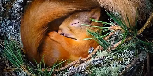 En-dedans - Danse et explorations somatiques 