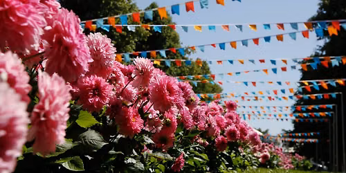RHS Rosemoor Garden Festival