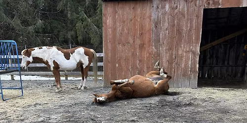 Approachable Integration of Horses Into Your Therapeutic Practice