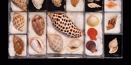 CALLING ALL JUPITER SHELL LOVERS! FREE EVENT