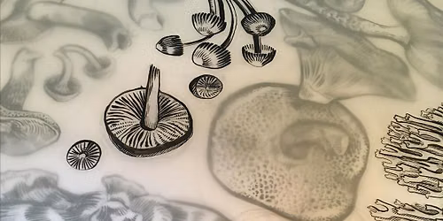 Ink Drawing for Beginners: Fungi