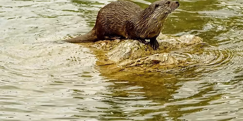 Balade sur la piste de la loutre d\u2019Europe \u00e0 Monteils avec Anthony Vieillard