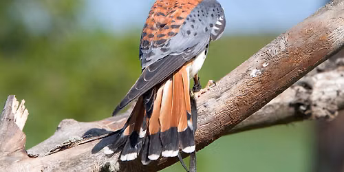 Bird Fest at Deer Haven Park