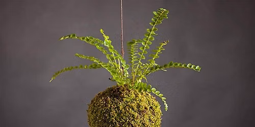 Kokedama Workshop