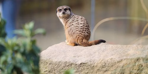 Wild Discovery Day - Meerkats