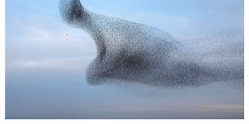 The Poetic Body: Practicing Wonder - The Art of Deep Listening